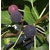 figuier arbre fruitier ficus carica 4 - pixabay- La jardinerie de pessicart nice - Livraison a domicile nice 06 plantes vertes terres terreaux jardinage arbres cactus