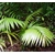 kentia howea forestiana- Photo credit tanetahi on Visualhunt La jardinerie de pessicart nice - Livraison a domicile nice 06 plantes vertes terres terreaux jardinage