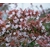 abelia - Image par JackieLou DL de Pixabay  - La jardinerie de pessicart nice - Livraison a domicile nice 06 plantes vertes terres terreaux jardinage arbres cactus