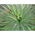 yucca rostrata Photo credit edible_plum on VisualHunt  - La jardinerie de pessicart nice - Livraison a domicile nice 06 plantes vertes terres terreaux jardinage arbres cactus
