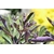 Vitex trifolia purpurea lilas arabie - Photo credit tracie7779 on VisualHunt - La jardinerie de pessicart nice - Livraison a domicile nice 06 plantes vertes terres terreaux jardinage arbres cactus