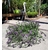 scaevola suspension plante fleurie  - La jardinerie de pessicart nice - Livraison a domicile nice 06 plantes vertes terres terreaux jardinage arbres cactus