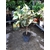 oranger panaché citrus sinensis variegata 3 - La jardinerie de pessicart nice - Livraison a domicile nice 06 plantes vertes terres terreaux jardinage arbres cactus
