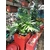 Philodendron Selloum C10 la jardinerie de pessicart Nice 06100