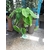 Colocasia Pink China - Oreille d'Eléphant La Jardinerie de pessicart Nice 06100