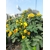 Cassia corymbosa en pot de 10 litres la jardinerie de pessicart NIce 06100-2