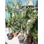 Arecastrum Romanzoffianum ou Cocotier plumeux - La Jardinerie de Pessicart Nice 06100