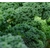chou kale - plant potager Image par Katharina N. de Pixabay - La jardinerie de pessicart nice - Livraison a domicile nice 06 plantes vertes terres terreaux jardinage arbres cactus