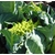 chou romanesco - plant potager Image par Susbany de Pixabay  - La jardinerie de pessicart nice - Livraison a domicile nice 06 plantes vertes terres terreaux jardinage arbres cactus