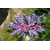 aechmea blue rain Photo credit emmadangi on VisualHunt.com  - La jardinerie de pessicart nice - Livraison a domicile nice 06 plantes vertes terres terreaux jardinage arbres cactus