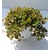 sedum makinoi plante grasse rocailles - La jardinerie de pessicart nice - Livraison a domicile nice 06 plantes vertes terres terreaux jardinage arbres cactus (2)