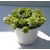 sedum sempervivum - La jardinerie de pessicart nice - Livraison a domicile nice 06 plantes vertes terres terreaux jardinage arbres cactus (2)