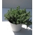 sedum reflexum - orpin des rochers - La jardinerie de pessicart nice - Livraison a domicile nice 06 plantes vertes terres terreaux jardinage arbres cactus (2)