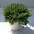 sedum sexangulare - La jardinerie de pessicart nice - Livraison a domicile nice 06 plantes vertes terres terreaux jardinage arbres cactus (2)