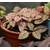 hypoestes -Image par zoosnow de Pixabay - La jardinerie de pessicart nice - Livraison a domicile nice 06 plantes vertes terres terreaux jardinage