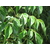 radermachera sinica - Photo credit Starr Environmental on Visualhunt- La jardinerie de pessicart nice - Livraison a domicile nice 06 plantes vertes terres terreaux jardinage arbres cactus