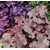 heuchera Photo credit deedavee on Visualhunt- La jardinerie de pessicart nice - Livraison a domicile nice 06 plantes vertes terres terreaux jardinage arbres cactus