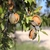 amandier - Image par Josevi Parra de Pixabay  - La jardinerie de pessicart nice - Livraison a domicile nice 06 plantes vertes terres terreaux jardinage arbres cactus