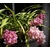 Cymbidium orchidée - Photo credit outdoorPDK on Visualhunt.com - La jardinerie de pessicart nice - Livraison a domicile nice 06 plantes vertes terres terreaux jardinage arbres cactus
