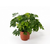 mimosa pudica sensitive - La jardinerie de pessicart nice - Livraison a domicile nice 06 plantes vertes terres terreaux jardinage plantes potageres potager