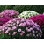 chrysantheme - Image par armennano de Pixabay - La jardinerie de pessicart nice - Livraison a domicile nice 06 plantes vertes terres terreaux jardinage arbres cactus