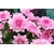 chrysantheme grosses fleurs - Image par Maxim Kazachkov de Pixabay  - La jardinerie de pessicart nice - Livraison a domicile nice 06 plantes vertes terres terreaux jardinage arbres cactus