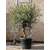 olivier olea europaea - La jardinerie de pessicart nice - Livraison a domicile nice 06 plantes vertes terres terreaux jardinage arbres cactus (2)