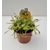 drosera - plante carnivore - tue-mouche - La jardinerie de pessicart nice - Livraison a domicile nice 06 plantes vertes terres terreaux jardinage arbres cactus (1)