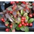 gaultheria - Photo credit douneika on VisualHunt.com - La jardinerie de pessicart nice - Livraison a domicile nice 06 plantes vertes terres terreaux jardinage arbres cactus