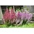 bruyere erica - Image par dendoktoor de Pixabay - La jardinerie de pessicart nice - Livraison a domicile nice 06 plantes vertes terres terreaux jardinage arbres cactus