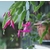 cactus de noel schlumbergera Photo credit Andres Bertens on Visualhunt.com - La jardinerie de pessicart nice - Livraison a domicile nice 06 plantes vertes terres terreaux jardinage décoration intérieur