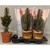 euphorbe rouge euphorbia trigona rubra - La jardinerie de pessicart nice - Livraison a domicile nice 06 plantes vertes terres terreaux jardinage arbres cactus