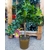 Citronnier p20 pot or doré - La jardinerie de pessicart nice - Livraison a domicile nice 06 plantes vertes terres terreaux jardinage arbres cactus