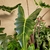 Alocasia Micholitziana - p17 h 70 cm - La Jardinerie de Pessicart Nice 06100