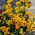 Némésia pot de 14 cm jaune-la jardinerie de pessicart nice