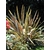 phormium  La jardinerie de Pessicart NICE 06100