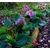 bergenia - Photo credit denisbin on VisualHunt  La jardinerie de Pessicart NICE 06100