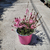 gaura (2)  La jardinerie de Pessicart NICE 06100