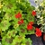 Pelargonium Hortorum pot de 3 litres-La Jardinerie de Pessicart Nice 06100
