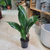 aspidistra  p 14 La jardinerie de Pessicart NICE 06100