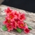 bignone-capreolata-atrosanguinea - la jardinerie de pessicart 06100 Nice