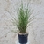 Ammophila Arenaria - la-jardinerie de pessicart nice 06100