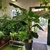 Bananier - Pot Ø 17-21 - Hauteur 70-80cm-la jardinerie de pessicart 06100 Nice