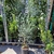 Gommier à petites feuilles rondes - Eucalyptus Gunnii pot de 10 litres hauteur 170 cm-la jardinerie de pessicart 06100 nice