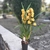 Cymbidium - Jaune hauteur 80 cm-la Jardinerie de Pessicart Nice