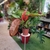 Philodendron Erubescens - hauteur 40-50cm - pot Ø 19 cm - La jardineire de pessicart nice