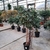 Schefflera forme arbuste-La jardinerie de pessicart 06100 nice