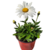Marguerite - Leucanthemum-La Jardinerie de Pessicart Nice 06100