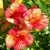 bignone-x-tagliabuana-orangeade-tracamp- la jardinerie de pessicart - livraison gratuite dans nice