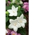 platicodon blanc - photo libre de droit
